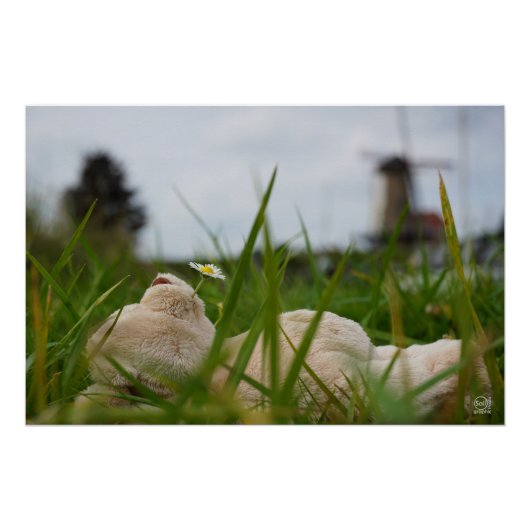 Beer relaxt in natuur met Hollandse molen. Perfect Poster (Voorkant)