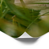 Beer relaxt in natuur met Hollandse molen. Perfect Poster (Hoek)