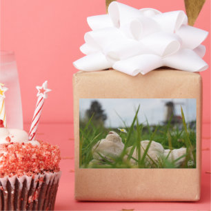 Beer relaxt in natuur met Hollandse molen. Rechthoekige Sticker