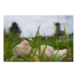 Beer relaxt liggend in het gras met een Hollandse Foto Afdruk