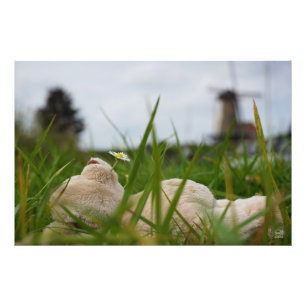 Beer relaxt liggend in het gras met een Hollandse Foto Afdruk