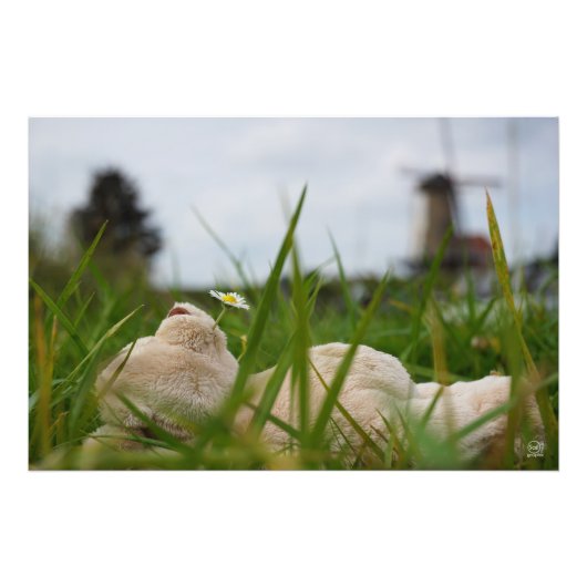 Beer relaxt liggend in het gras met een Hollandse Foto Afdruk (Voorkant)
