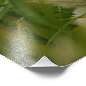 Beer relaxt liggend in het gras met een Hollandse Foto Afdruk (Hoek)