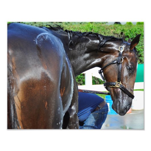 Beer Sighting Foto Afdruk (Voorkant)