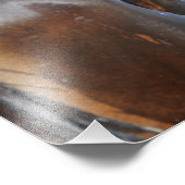 Beer Sighting Foto Afdruk (Hoek)