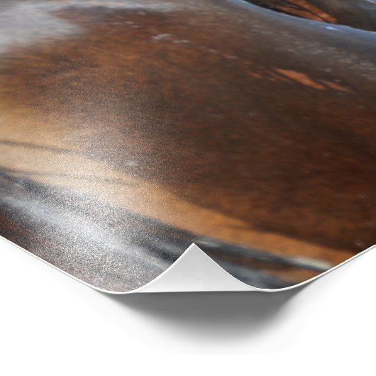 Beer Sighting Foto Afdruk (Hoek)