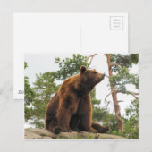 BEER SITTING OP EEN ROCK BRIEFKAART (Voorkant / Achterkant)