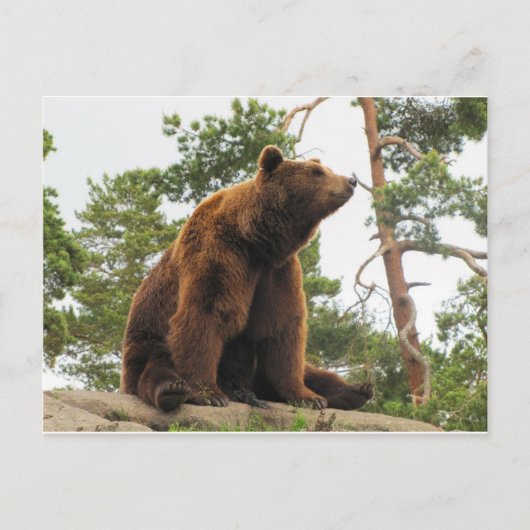 BEER SITTING OP EEN ROCK BRIEFKAART (Voorkant)