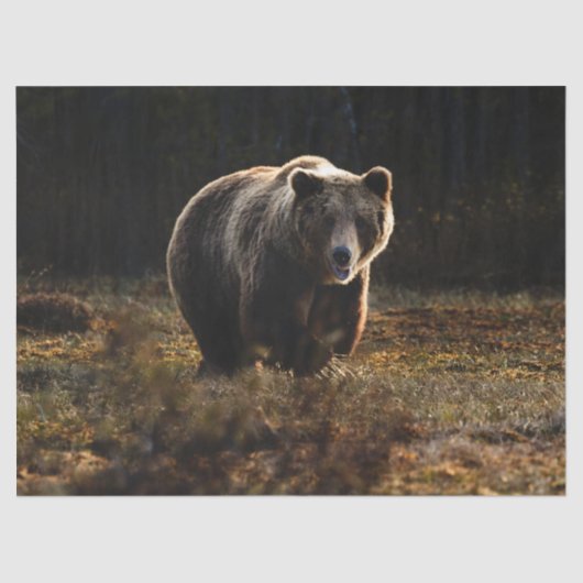 Beer Tissuepapier (Voorkant)