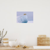 beer, Ursus maritimus, op een reus Poster (Keuken)