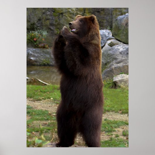 Beer van Beauful Brown Grizzly Poster (Voorkant)