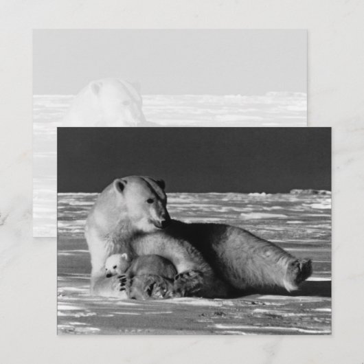 beer van de Amerikaanse Alaska-moeder Briefkaart (Voorkant / Achterkant)