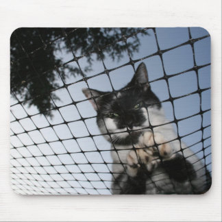 Beer van de kat op Sunset Mousepad Muismat