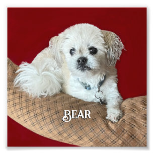 Beer van de Malshi Relaxing Foto Afdruk