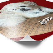 Beer van de Malshi Relaxing Foto Afdruk (Hoek)