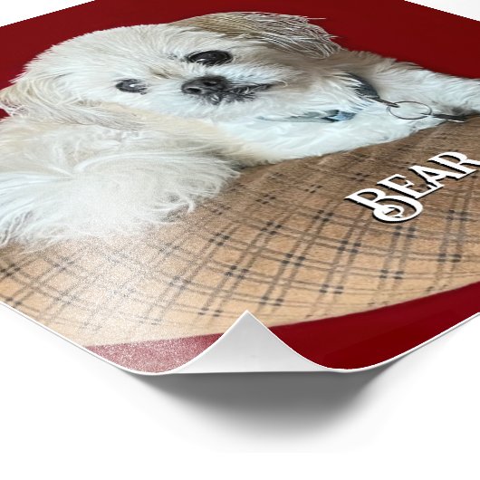 Beer van de Malshi Relaxing Foto Afdruk (Hoek)