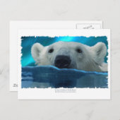 BEER VAN DE ZWEMMERING BRIEFKAART (Voorkant / Achterkant)