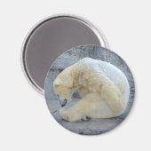 Beer van Dozing Polar Magneet (Voorkant / Achterkant)