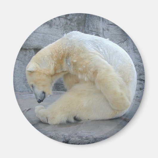 Beer van Dozing Polar Magneet (Voorkant)