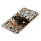 Beer van geelsteen Magnet-Grizzly Magneet (Linkerzijde)