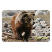 Beer van geelsteen Magnet-Grizzly Magneet (Horizontaal)