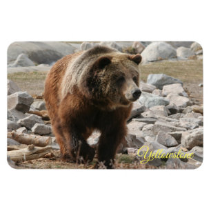 Beer van geelsteen Magnet-Grizzly Magneet