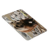 Beer van geelsteen Magnet-Grizzly Magneet (Rechterzijde)