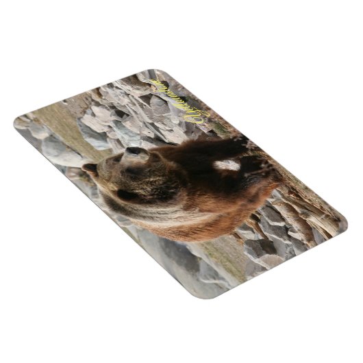 Beer van geelsteen Magnet-Grizzly Magneet (Rechterzijde)