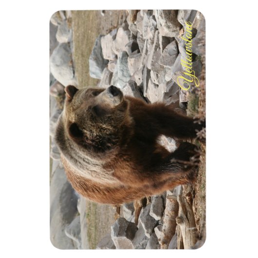 Beer van geelsteen Magnet-Grizzly Magneet (Verticaal)