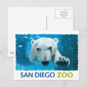 Beer van San Diego Zoo Polar Briefkaart (Voorkant / Achterkant)