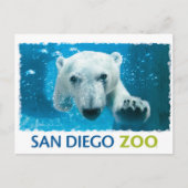 Beer van San Diego Zoo Polar Briefkaart (Voorkant)