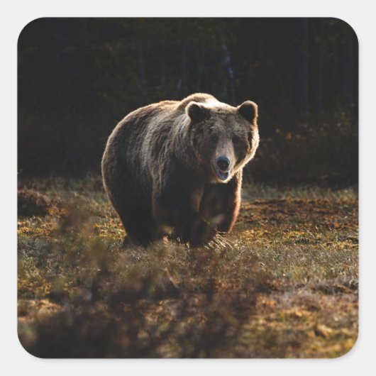 Beer Vierkante Sticker (Voorkant)