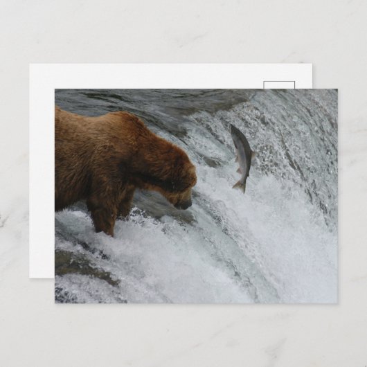 Beer vissen zalm, Brooks Herfsten Alaska Briefkaart (Voorkant / Achterkant)