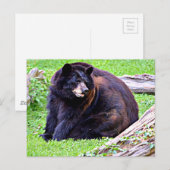 Beer (zwart) briefkaart (Voorkant / Achterkant)