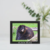 Beer (zwart) briefkaart (Staand voorkant)