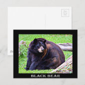 Beer (zwart) briefkaart (Voorkant / Achterkant)