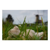 Beertje dat bij kampvuur zit. perfect poster (Voorkant)