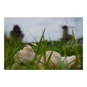 Beertje dat bij kampvuur zit. perfect poster