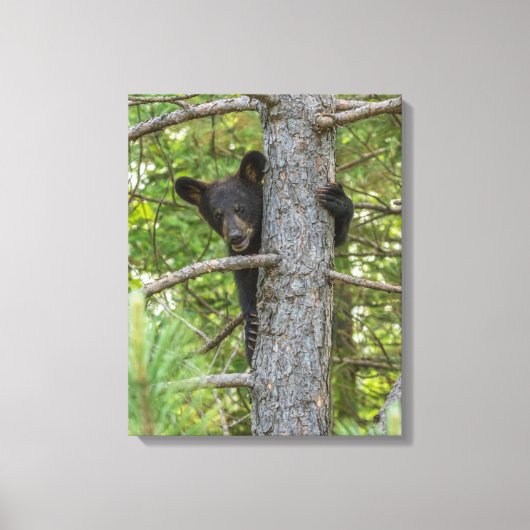 Beerwelp klimt in boom canvas afdruk (Voorkant)