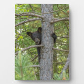 Beerwelp klimt in boom fotoplaat (voorkant)