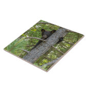 Beerwelp klimt in boom tegeltje (Zijkant)