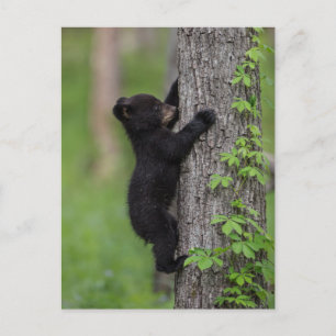 Beerwelp klimt in een boom briefkaart