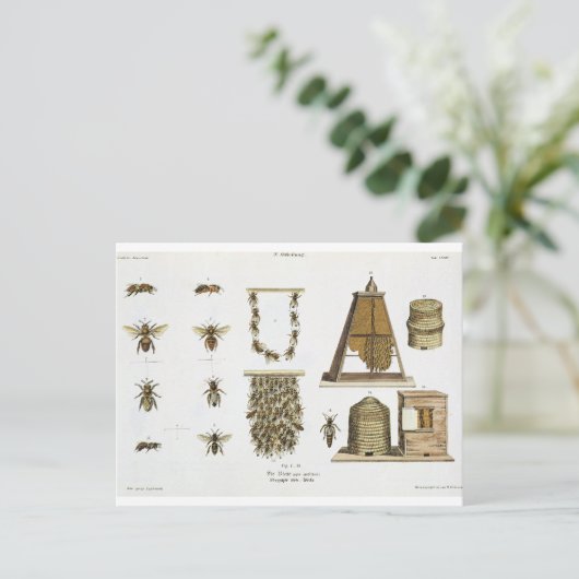 Bees and bee-keeping, from 'The Young Landsman', p Briefkaart (Staand voorkant)