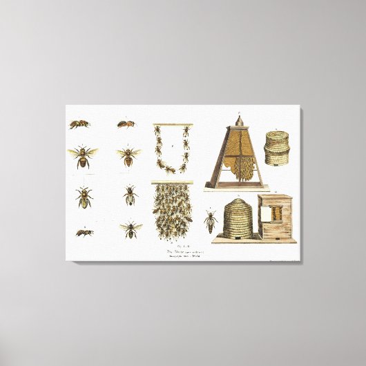 Bees and bee-keeping, from 'The Young Landsman', p Canvas Afdruk (Voorkant)