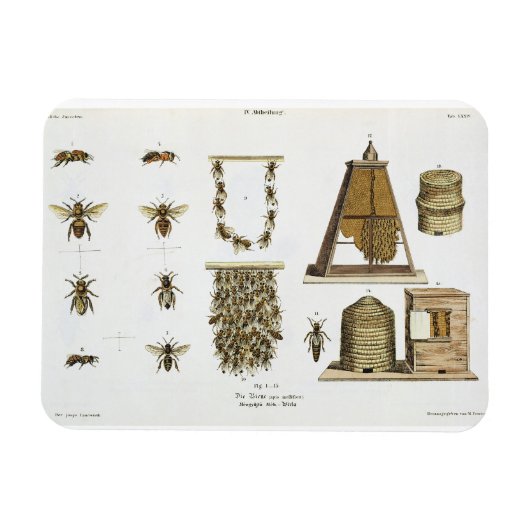 Bees and bee-keeping, from 'The Young Landsman', p Magneet (Horizontaal)