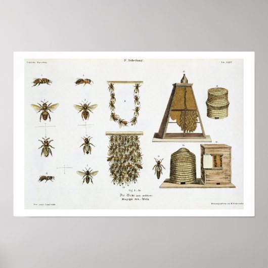 Bees and bee-keeping, from 'The Young Landsman', p Poster (Voorkant)