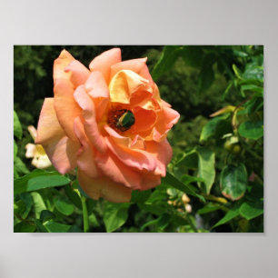 Beetel op een Roos Poster