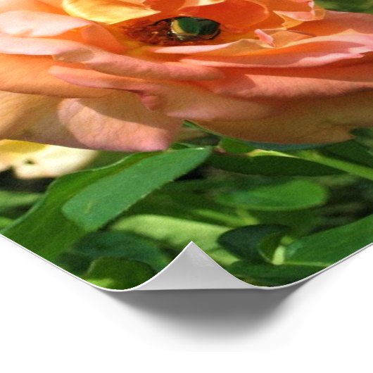 Beetel op een Roos Poster (Hoek)