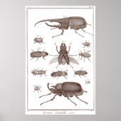 Beetels - Bord LXXV Histoire Naturelle Diderot Poster (Voorkant)