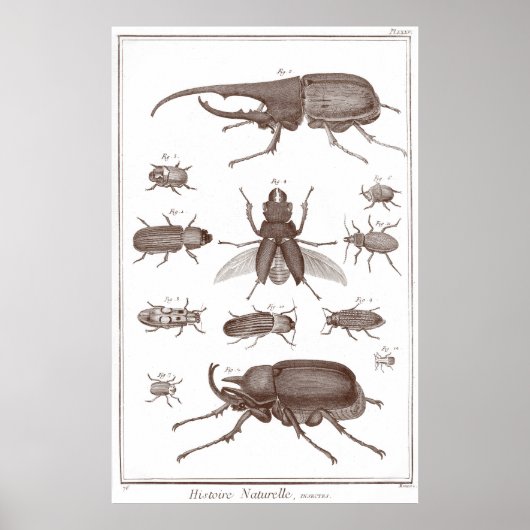 Beetels - Bord LXXV Histoire Naturelle Diderot Poster (Voorkant)